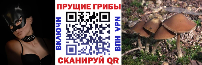 Псилоцибиновые грибы Magic Shrooms  Купить закладки  Вилюйск 